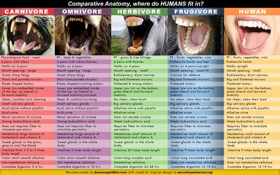omnivore canine teeth